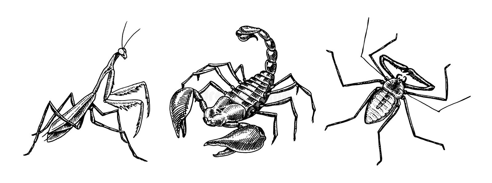 Detail Praying Mantis Vs Scorpion Nomer 44