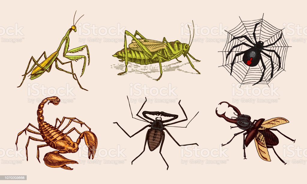 Detail Praying Mantis Vs Scorpion Nomer 45