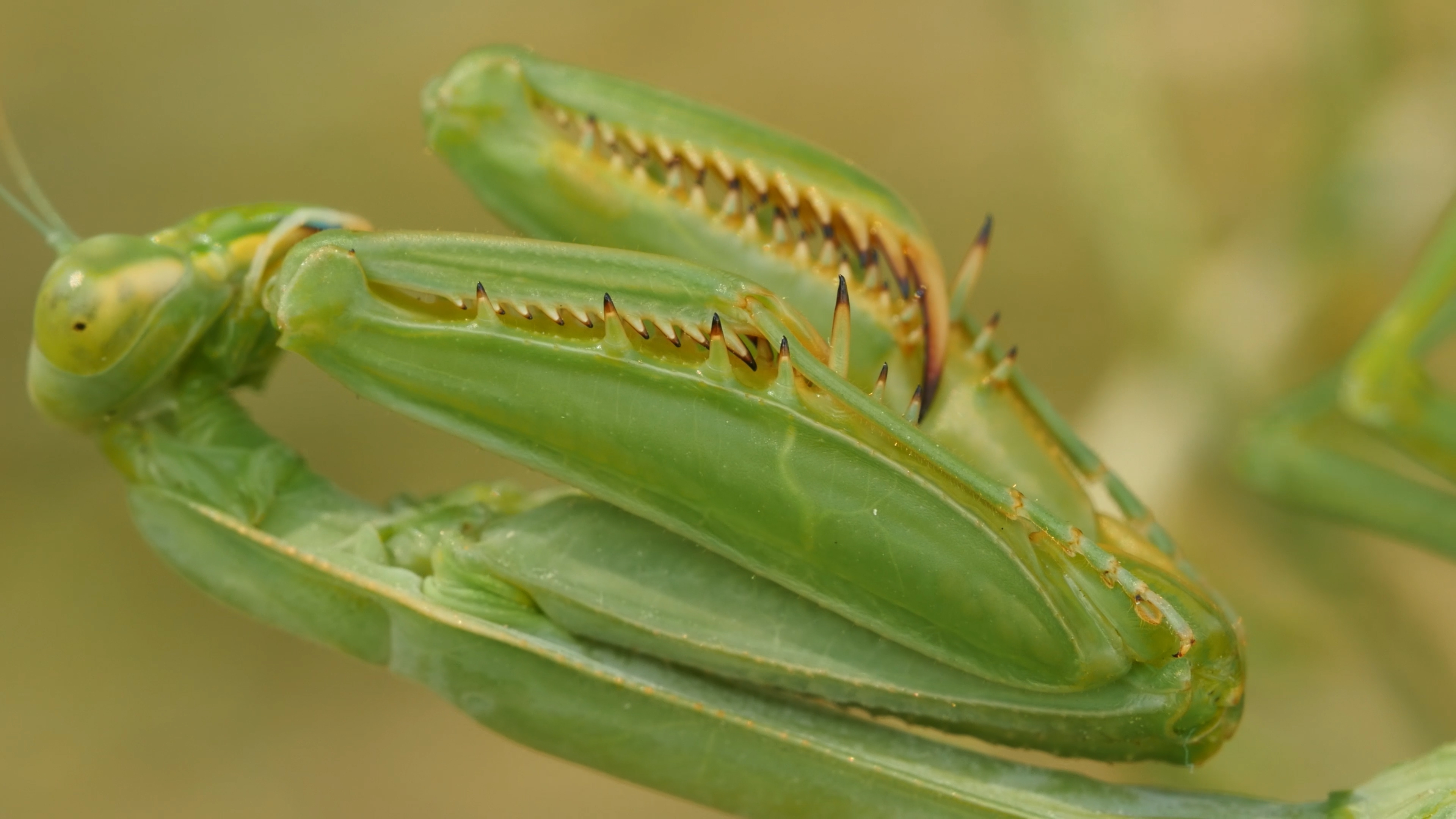 Detail Praying Mantis Vs Scorpion Nomer 46
