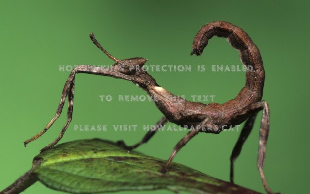 Detail Praying Mantis Vs Scorpion Nomer 48