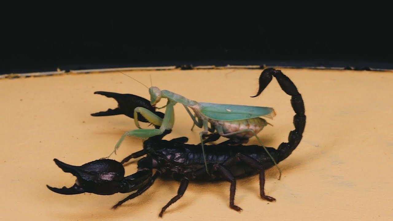 Detail Praying Mantis Vs Scorpion Nomer 49