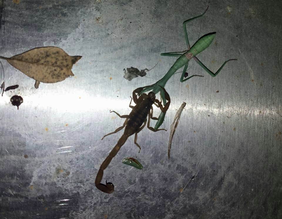 Detail Praying Mantis Vs Scorpion Nomer 6