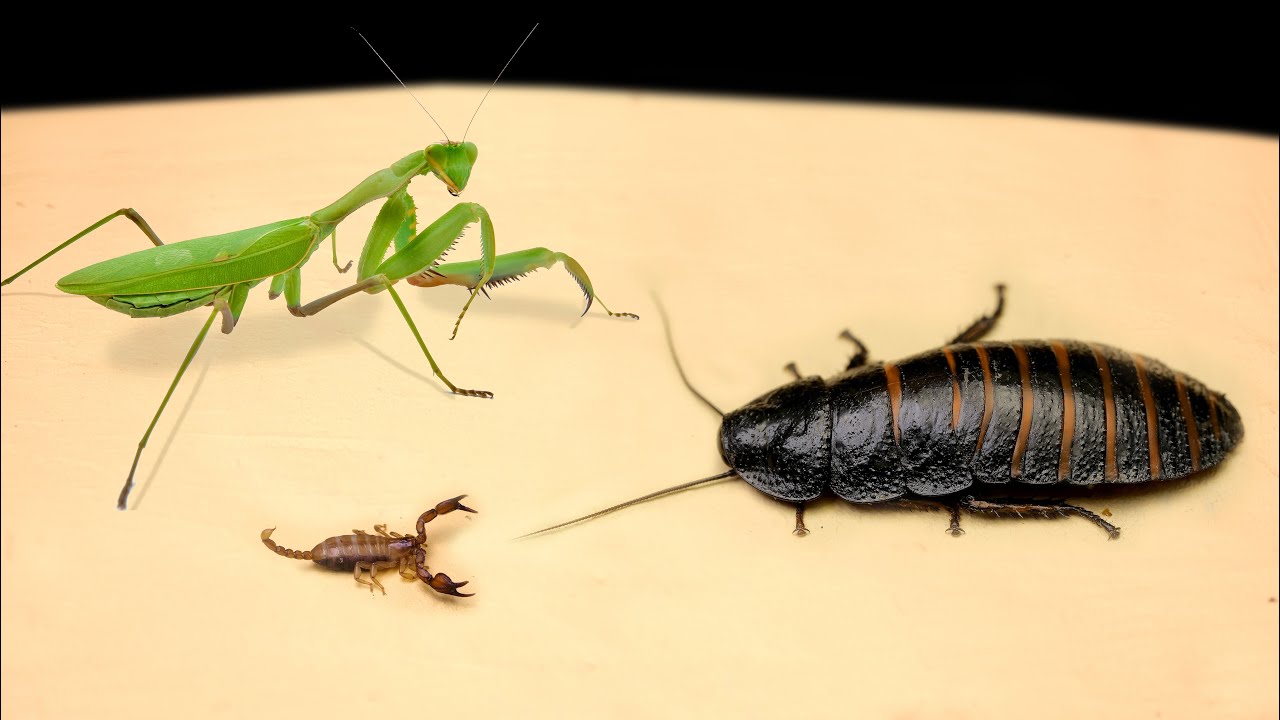 Detail Praying Mantis Vs Scorpion Nomer 7