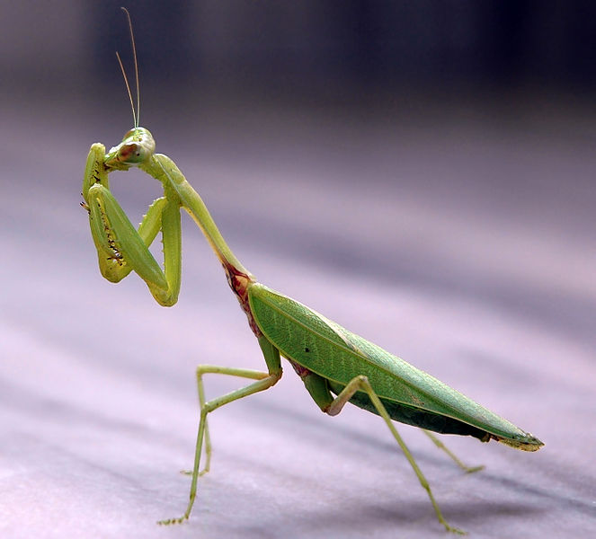 Praying Mantis Vs Stick Bug - KibrisPDR