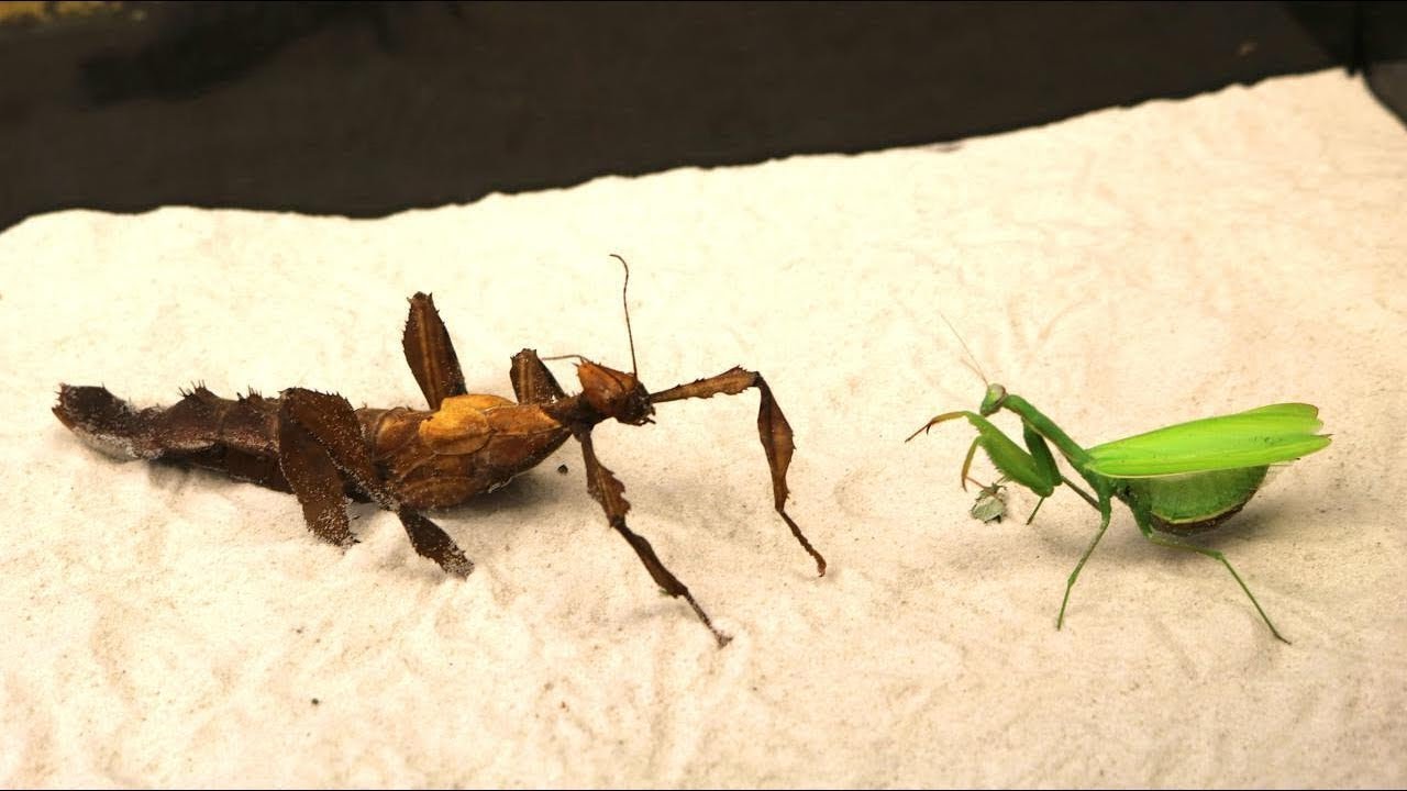 Detail Praying Mantis Vs Stick Bug Nomer 2