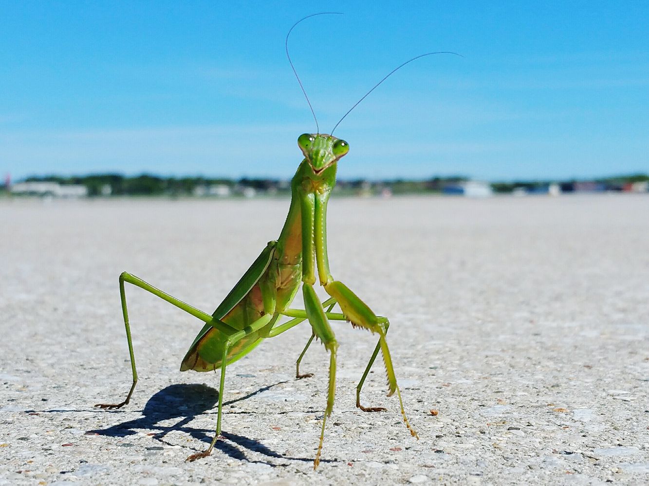 Detail Praying Mantis Vs Stick Bug Nomer 8