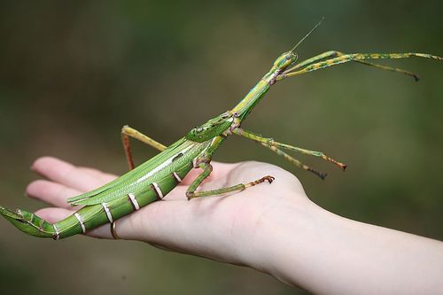 Detail Praying Mantis Vs Stick Bug Nomer 9
