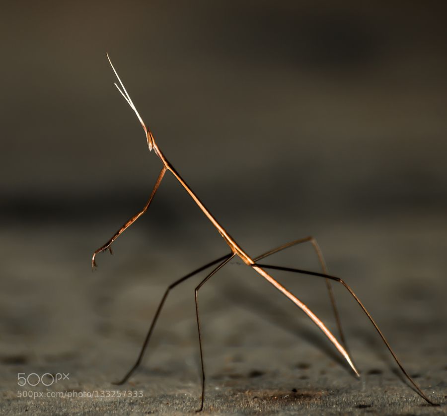 Detail Praying Mantis Vs Stick Bug Nomer 11