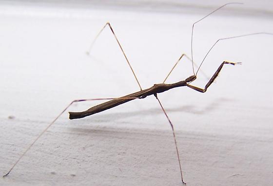 Detail Praying Mantis Vs Stick Bug Nomer 12