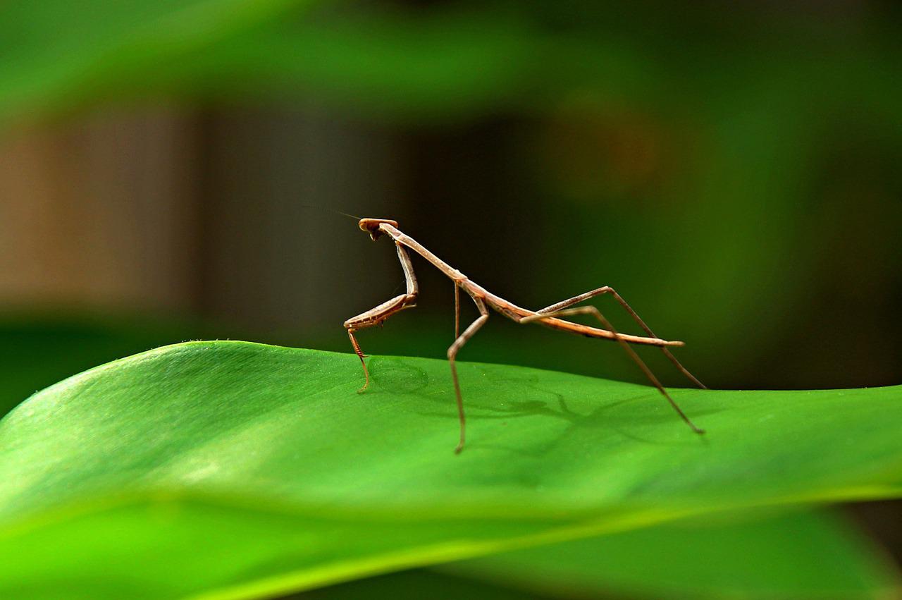 Detail Praying Mantis Vs Stick Bug Nomer 13