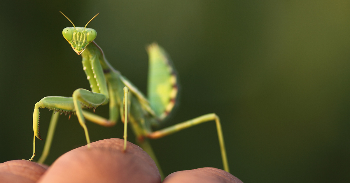 Detail Praying Mantis Vs Stick Bug Nomer 16