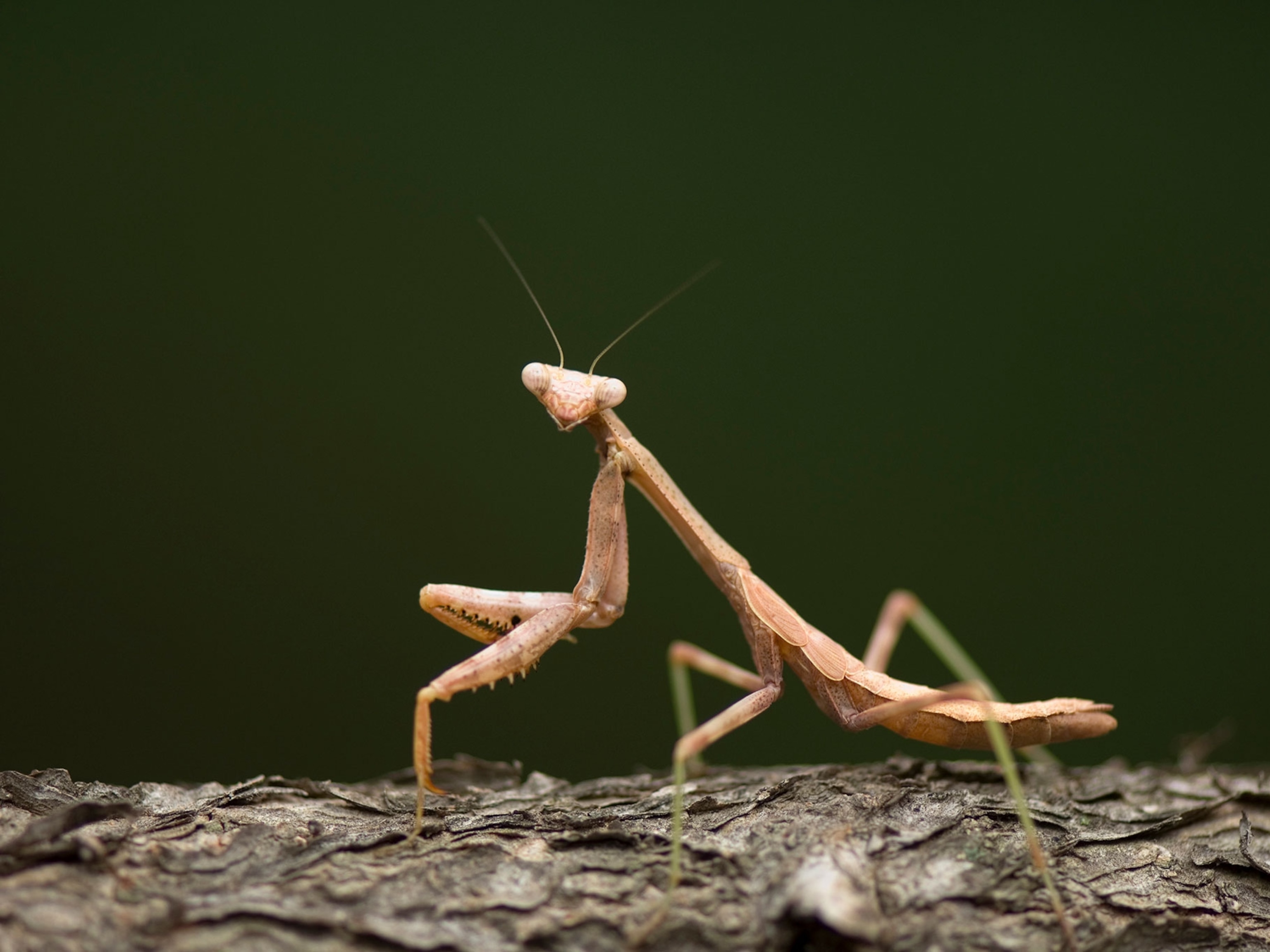 Detail Praying Mantis Vs Stick Bug Nomer 18