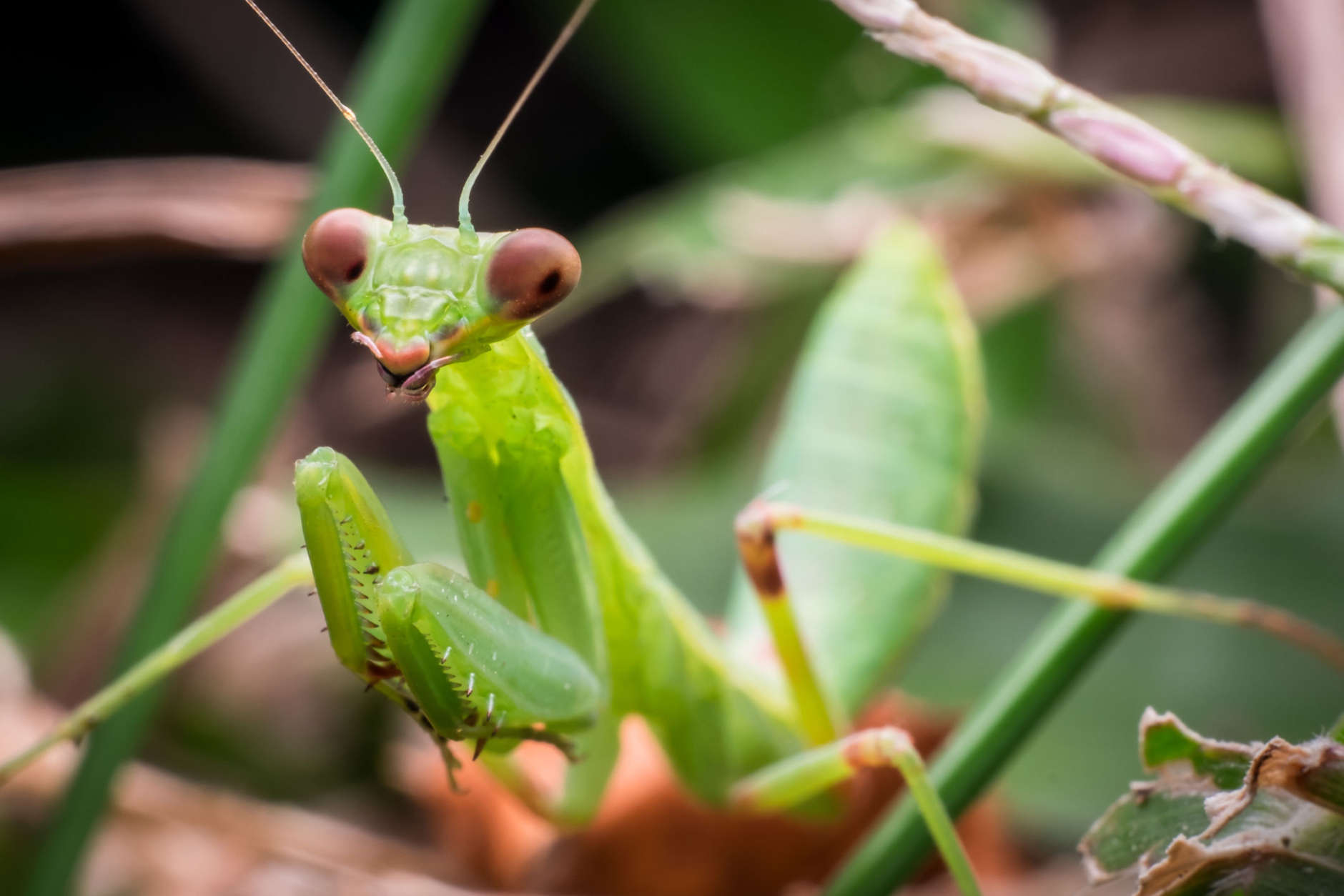 Detail Praying Mantis Vs Stick Bug Nomer 19