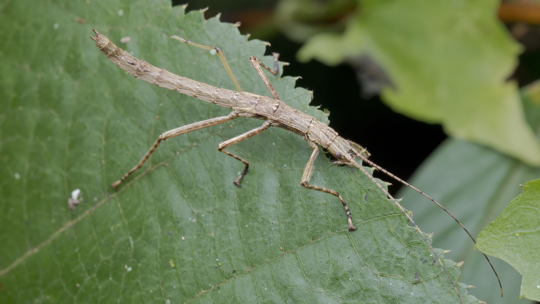 Detail Praying Mantis Vs Stick Bug Nomer 21