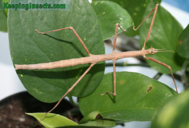 Detail Praying Mantis Vs Stick Bug Nomer 22