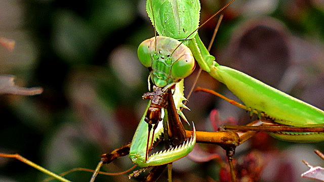 Detail Praying Mantis Vs Stick Bug Nomer 23