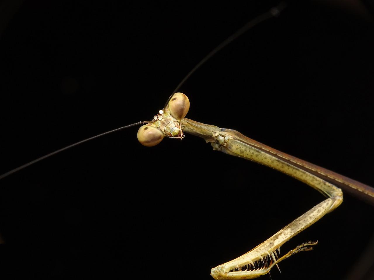 Detail Praying Mantis Vs Stick Bug Nomer 25