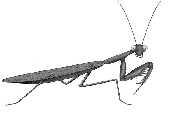 Detail Praying Mantis Vs Stick Bug Nomer 26