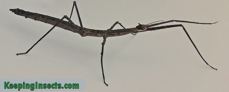 Detail Praying Mantis Vs Stick Bug Nomer 30