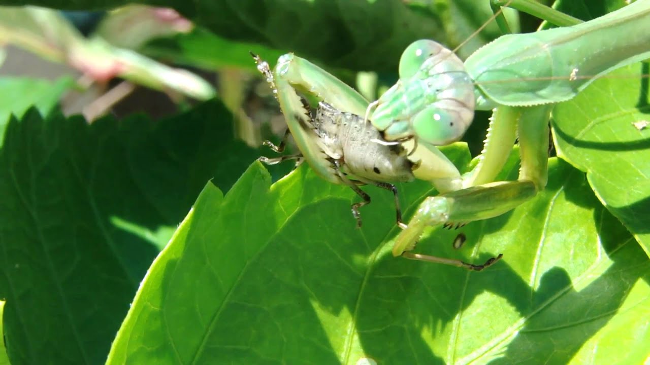 Detail Praying Mantis Vs Stick Bug Nomer 31