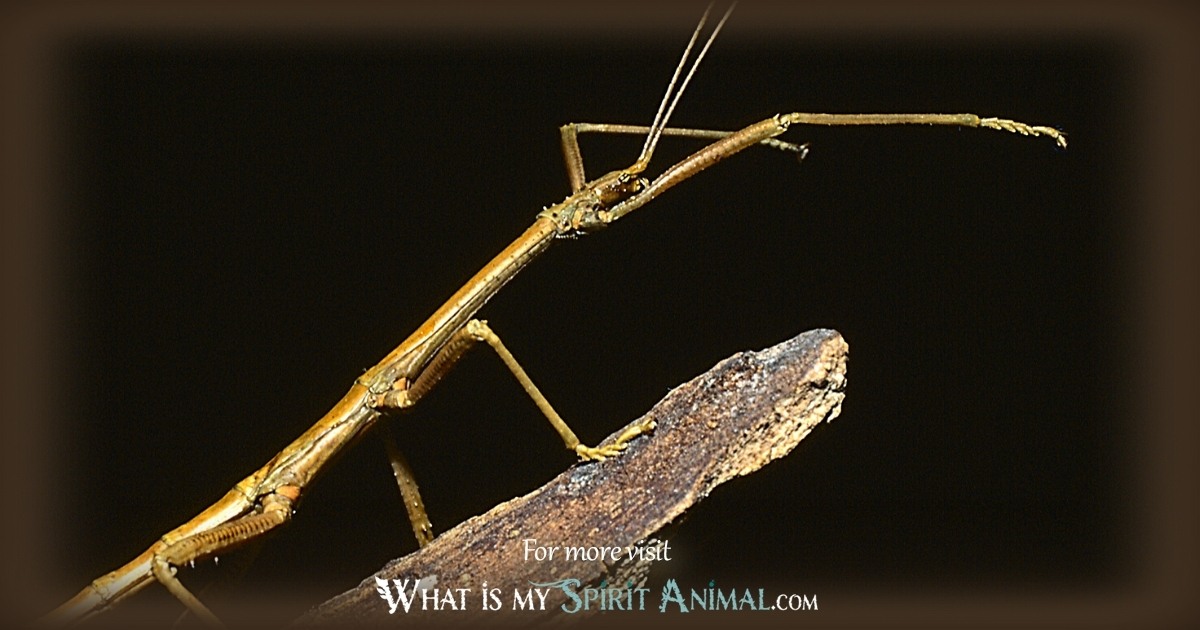 Detail Praying Mantis Vs Stick Bug Nomer 34