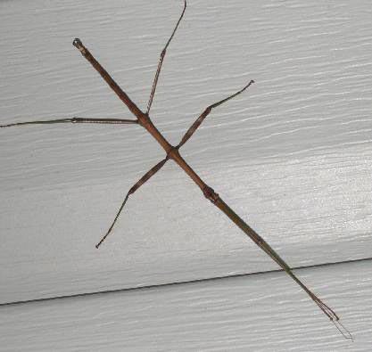 Detail Praying Mantis Vs Stick Bug Nomer 35