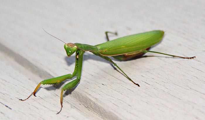 Detail Praying Mantis Vs Stick Bug Nomer 39