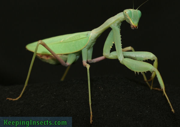 Detail Praying Mantis Vs Stick Bug Nomer 40