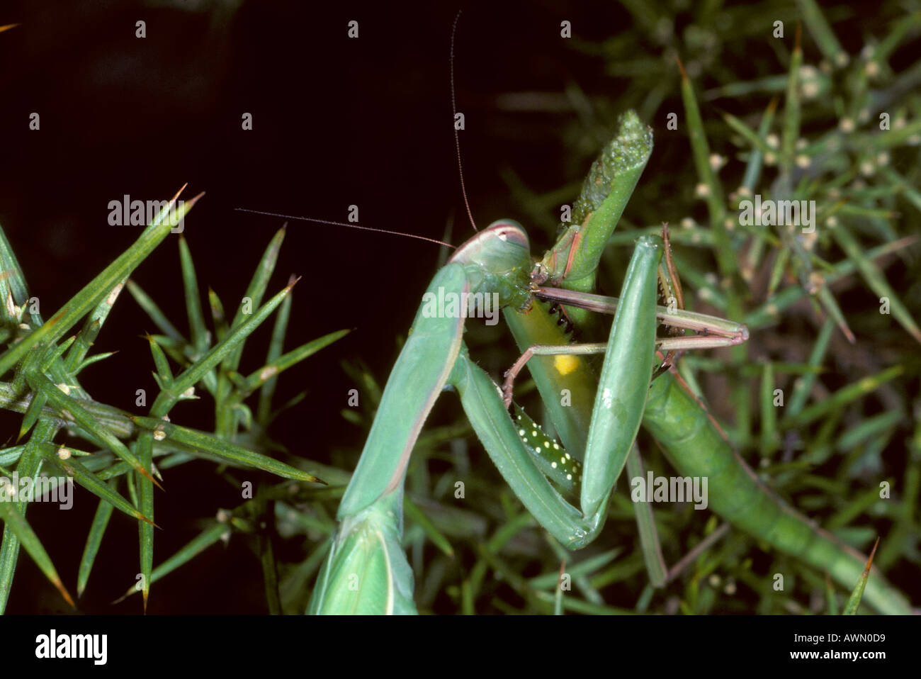 Detail Praying Mantis Vs Stick Bug Nomer 42