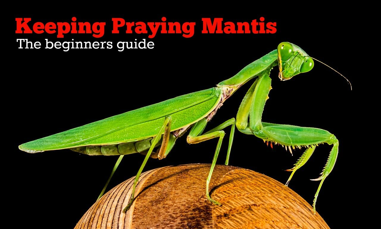 Detail Praying Mantis Vs Stick Bug Nomer 47