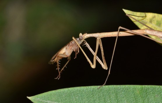 Detail Praying Mantis Vs Stick Bug Nomer 4