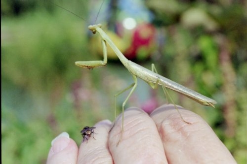 Detail Praying Mantis Vs Stick Bug Nomer 6