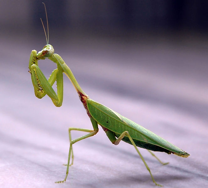 Praying Mantis Vs Walking Stick - KibrisPDR