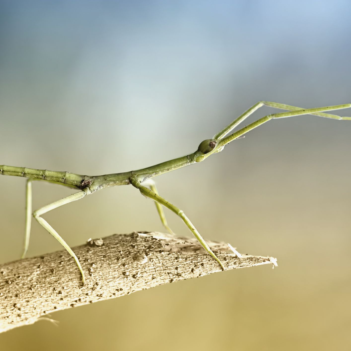 Detail Praying Mantis Vs Walking Stick Nomer 9