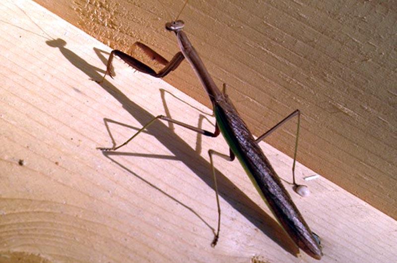 Detail Praying Mantis Vs Walking Stick Nomer 35