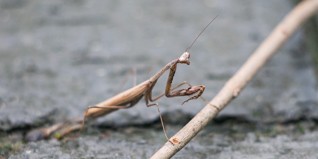 Detail Praying Mantis Vs Walking Stick Nomer 43