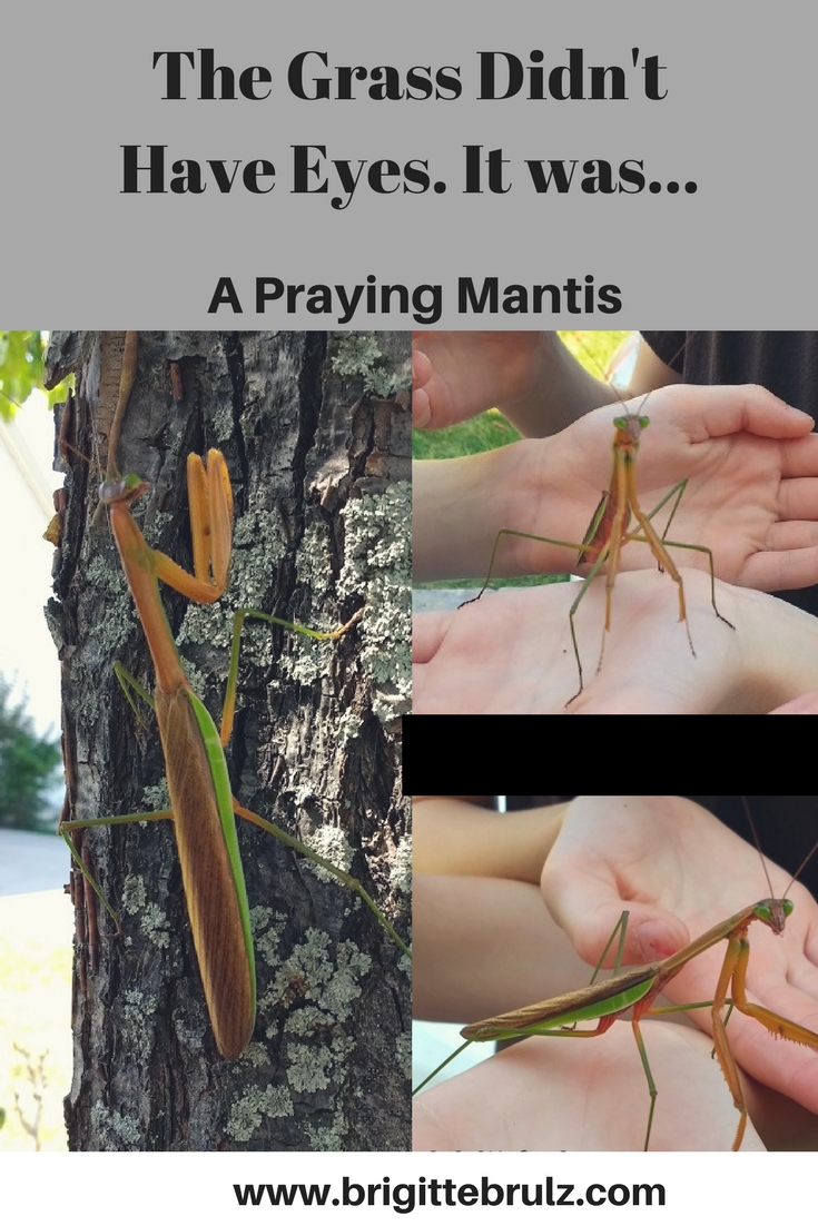 Detail Praying Mantis Vs Walking Stick Nomer 47