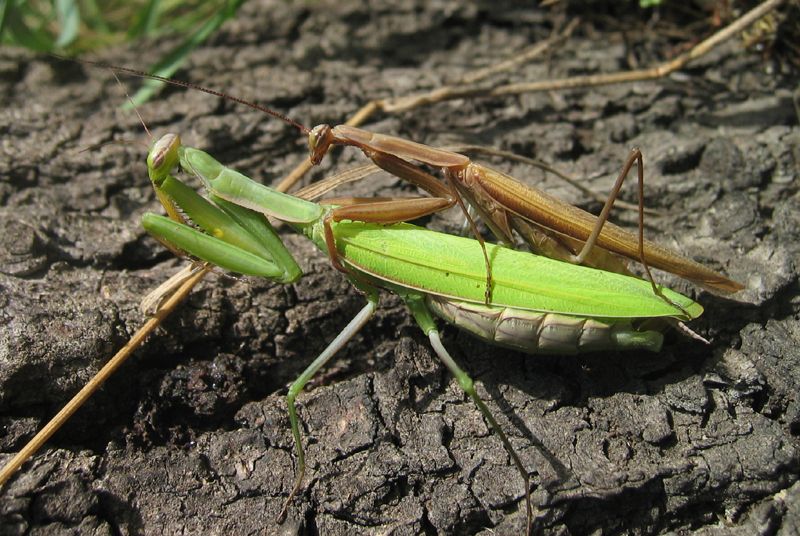 Detail Praying Mantis Wikipedia Nomer 4