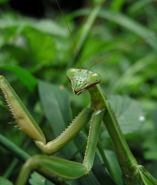 Detail Praying Mantis Wikipedia Nomer 7