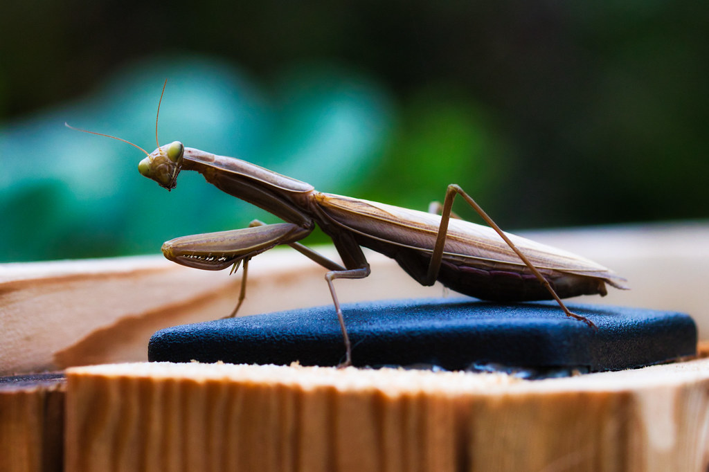Detail Praying Mantis Wikipedia Nomer 8