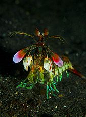 Detail Praying Mantis Wikipedia Nomer 10