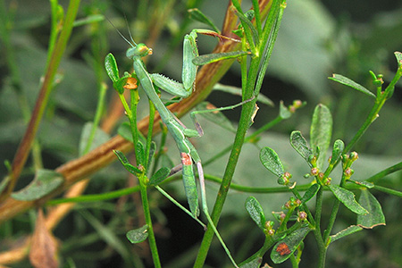 Detail Praying Mantis Wikipedia Nomer 12