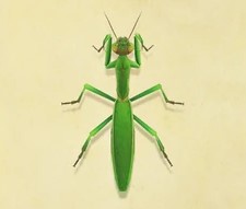 Detail Praying Mantis Wikipedia Nomer 17