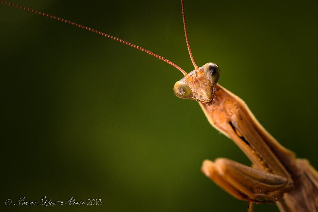 Detail Praying Mantis Wikipedia Nomer 18