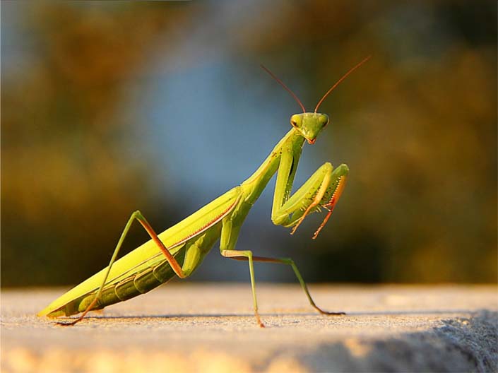 Detail Praying Mantis Wikipedia Nomer 21
