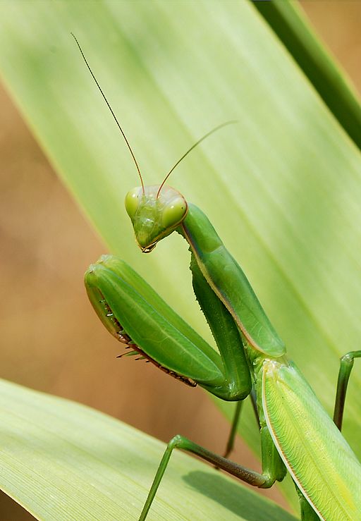 Detail Praying Mantis Wikipedia Nomer 22