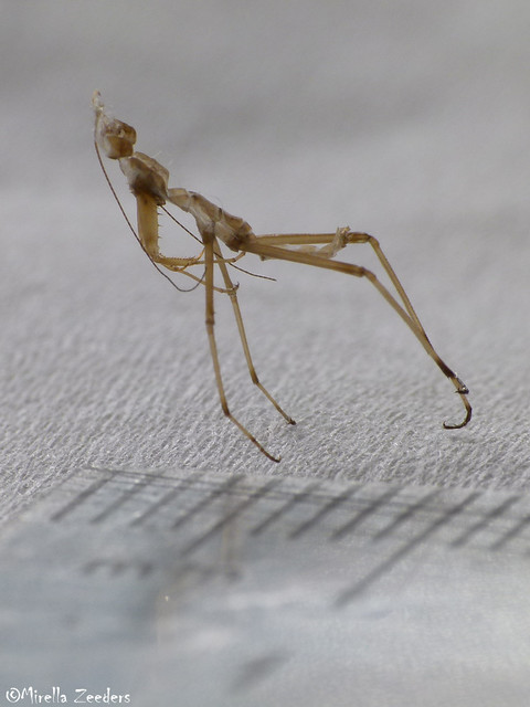 Detail Praying Mantis Wikipedia Nomer 24