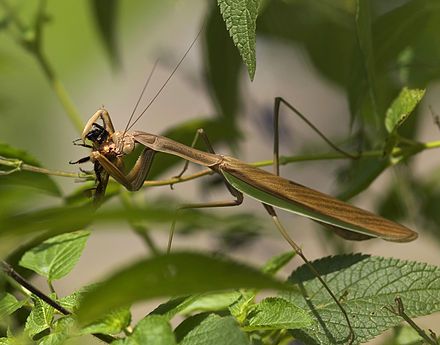 Detail Praying Mantis Wikipedia Nomer 25