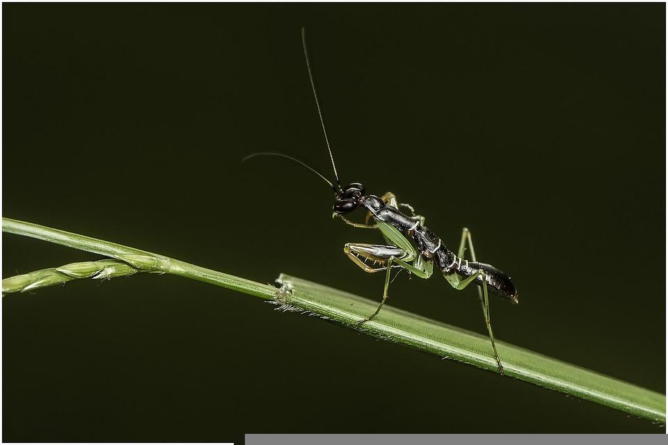 Detail Praying Mantis Wikipedia Nomer 28