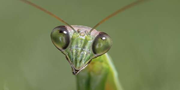 Detail Praying Mantis Wikipedia Nomer 29